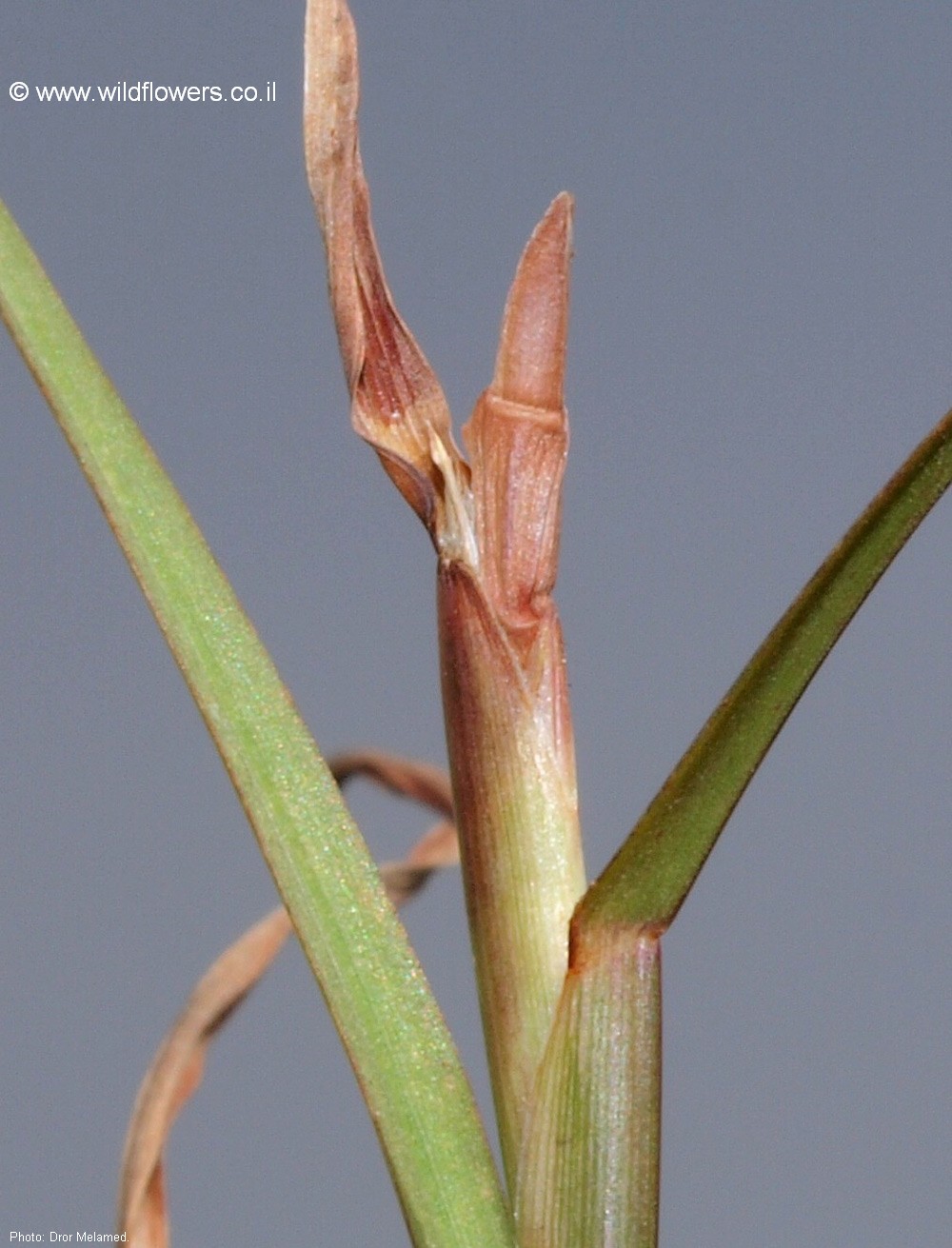 Hemarthria altissima